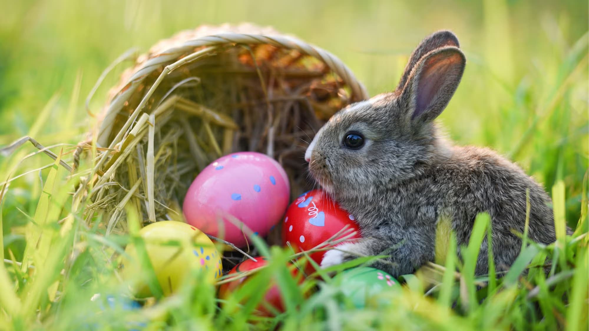 Chiusura Programmata - Pasqua 2026